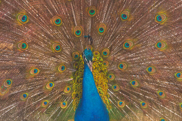 Obraz premium Close-up of peacock while showing off its colors and its spread tail-feathers in safari park