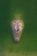 Portrait of Saltwater crocodile in green water at a farm in Thailand