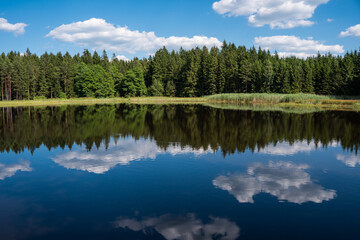 Fototapeta na wymiar Coniferous forest reflecting on the surface of the pond