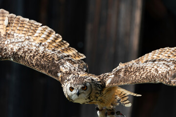 Uhu im Flug