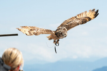 Uhu im Flug