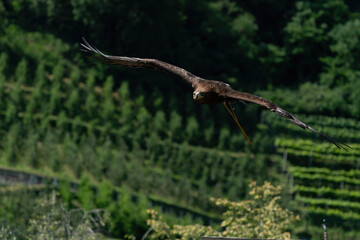 Steinadler im Flug