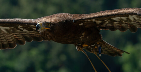 Steinadler im Flug