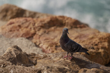 Pigeon sitting on a rock next to sea