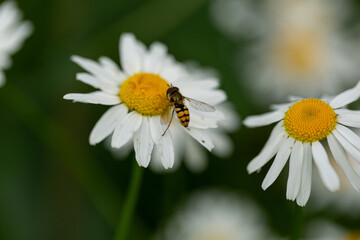 Obraz premium A bee on a chamomile flower, a bee collects nectar, a summer day