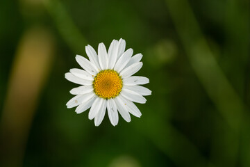 Fototapeta premium White chamomile on a natural green background in summer