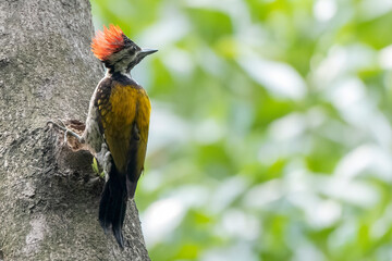 COLORFUL OF BANGLADESH, BIRDS PARENTING
