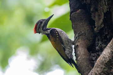 COLORFUL OF BANGLADESH, BIRDS PARENTING