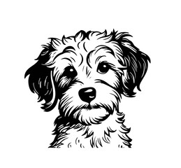 Vector isolated one single sitting Maltipoo dog head front view black and white bw two colors silhouette. Template for laser engraving or stencil, print for t shirt