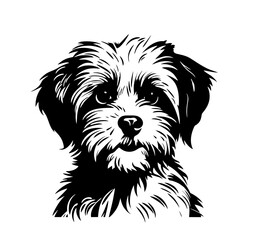 Vector isolated one single sitting Maltipoo dog head front view black and white bw two colors silhouette. Template for laser engraving or stencil, print for t shirt