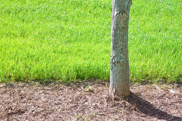 Isolated tree in a green filed - image with copy space