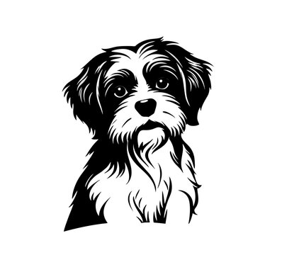 Vector isolated one single sitting Maltipoo dog head front view black and white bw two colors silhouette. Template for laser engraving or stencil, print for t shirt
