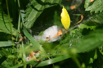 Spider nest in nature.