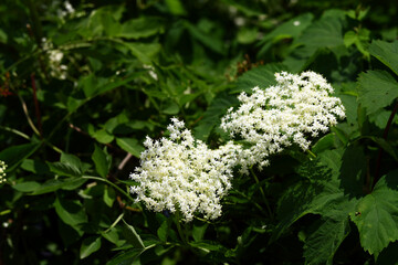 Blooming wild Sambucus nigra in nature, Slovakia.