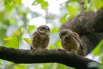 COLORFUL OF BANGLADESH, BIRDS PARENTING