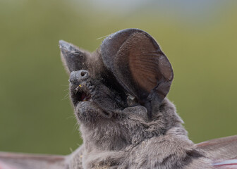 Foto de cara de un murciélago