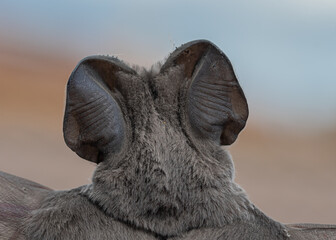 Foto de espaldas murciélago con orejas grandes - obrazy, fototapety, plakaty