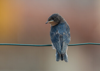Retrato de una golondrina joven