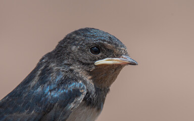 Retrato de cara de una golondrina