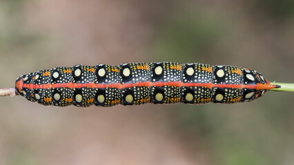 Oruga de polilla, de color rojo y negro con puntos blancos
