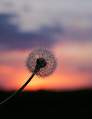 dandelion against sunset. dandelion on the background of the sky