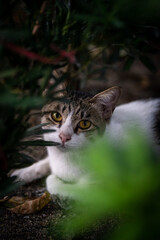 cat in the garden