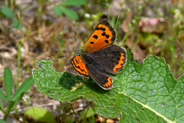 Obraz premium Small copper // Kleiner Feuerfalter (Lycaena phlaeas) - Evros Delta, Greece