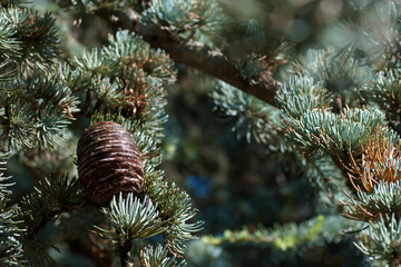 igły, szyszki, drzewo, roślina, gałęzie, natura, na zewnątrz, lato, hiszpania, flora,  © Piotr