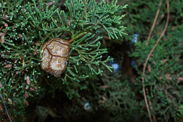 igły, szyszki, drzewo, roślina, gałęzie, natura, na zewnątrz, lato, hiszpania, flora,  © Piotr