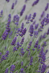 Blooming a lavender flowers in region