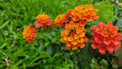 red and yellow flowers