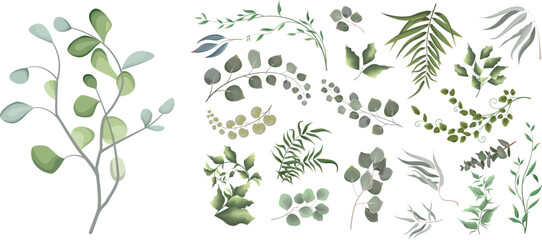 Print. Vector illustrationMix of herbs and plants vector big collection. Juicy eucalyptus, green plants and leaves. All elements are isolated . Vector illustration