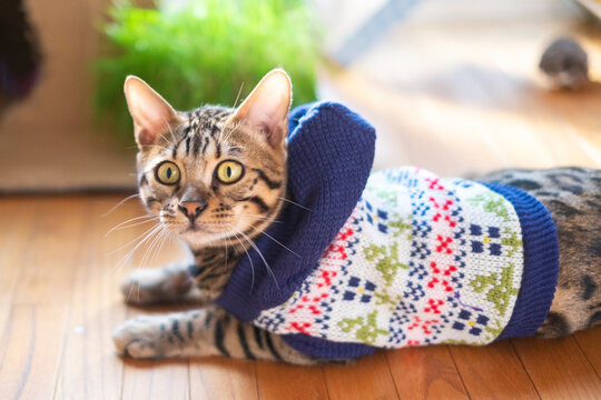 セーターを着たベンガル猫
