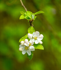 white flowers of apple tree (Malus)