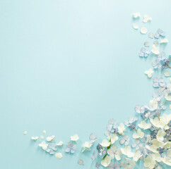 blue and white  hydrangea flowers on blue background