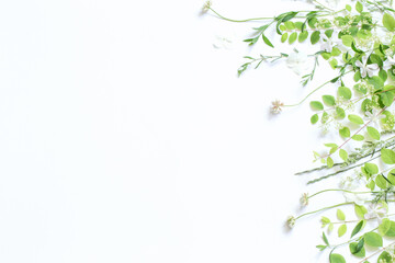 wildflowers and plants on white background