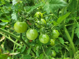 赤く実になる前のミニトマト／mini tomato before it turns red／붉은 열매가되기 전에 미니 토마토