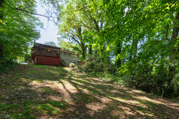 back yard wooded area