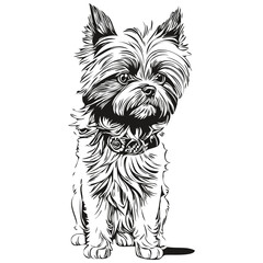 Affenpinscher dog engraved vector portrait, face cartoon vintage drawing in black and white realistic pet silhouette