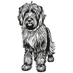 Briard dog vector face drawing portrait, sketch vintage style transparent background realistic breed pet