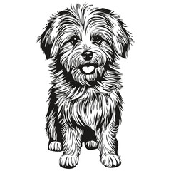 Coton de Tulear dog realistic pet illustration, hand drawing face black and white vector ready t shirt print - obrazy, fototapety, plakaty