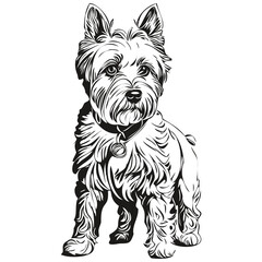 Dandie Dinmont Terriers dog engraved vector portrait, face cartoon vintage drawing in black and white realistic breed pet