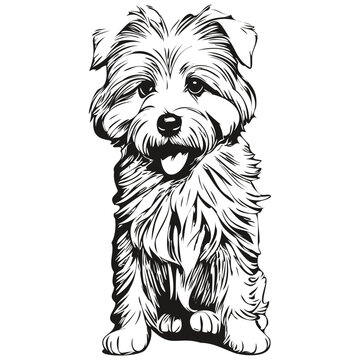 Coton de Tulear dog cartoon face ink portrait, black and white sketch drawing, tshirt print