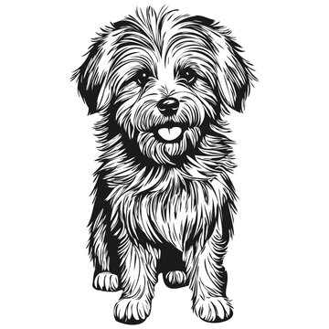 Coton de Tulear dog realistic pet illustration, hand drawing face black and white vector ready t shirt print