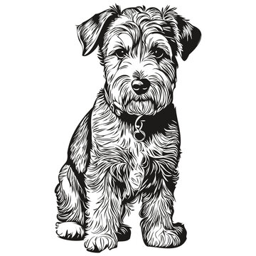 Lakeland Terrier dog vector face drawing portrait, sketch vintage style transparent background