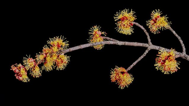 red maple twig blossoms opening time lapse