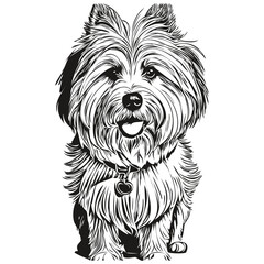 Coton de Tulear dog ink sketch drawing, vintage tattoo or t shirt print black and white vector realistic breed pet