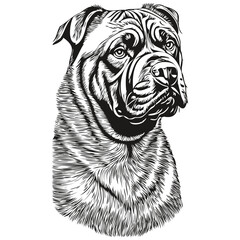 Neapolitan Mastiff dog realistic pencil drawing in vector, line art illustration of dog face black and white