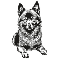Schipperke dog black drawing vector, isolated face painting sketch line illustration sketch drawing