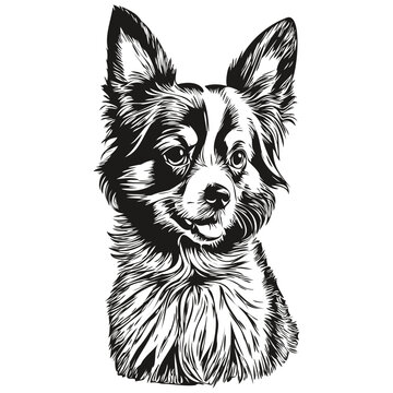 Papillon dog dog vector graphics, hand drawn pencil animal line illustration realistic breed pet